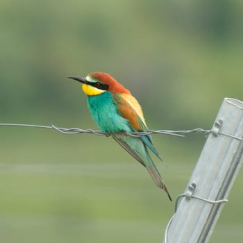 Bienenfresser, Bee-eater  Merops apiaster