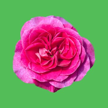 Beetrose, Mary Pope
