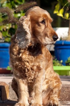 Cocker  Spaniel, muede