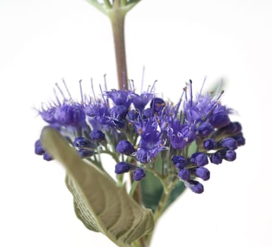 Bartblume, Caryopteris x clandonensis