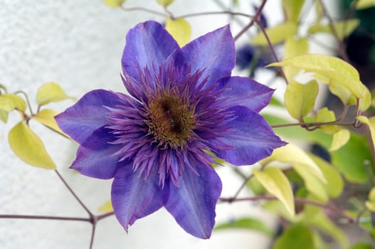 Clematis  The President