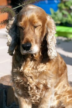 Cocker  Spaniel, muede