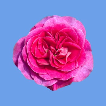 Beetrose, Mary Pope