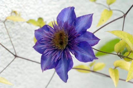 Clematis  The President