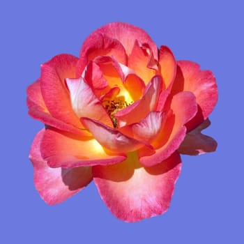 Edelrose, Fairest Cape