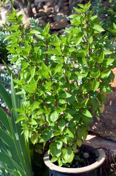 Strauchbasilikum, Ocimum, species  basilicum