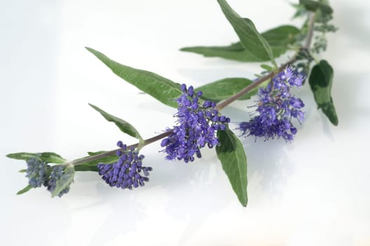 Bartblume, Caryopteris x clandonensis