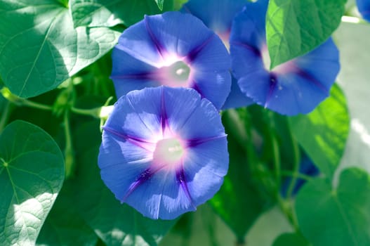 Funnel winch,Ipomoea purpurea