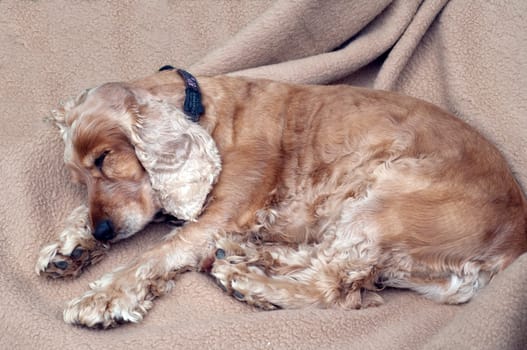 Cocker  Spaniel, muede