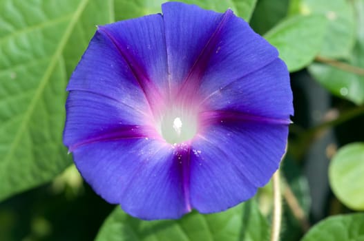 Funnel winch,Ipomoea purpurea