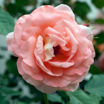 Edelrose, orange