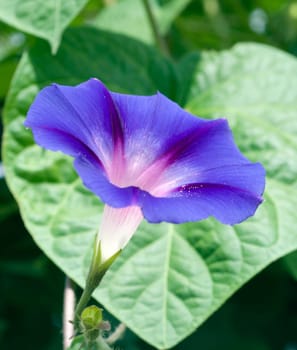 Funnel winch,Ipomoea purpurea