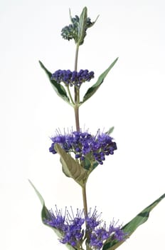 Bartblume, Caryopteris x clandonensis
