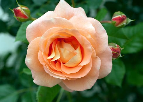 Edelrose, orange