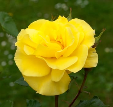 Gelbe Edelrose, rosa
