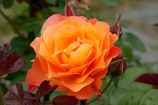 Edelrose, orange