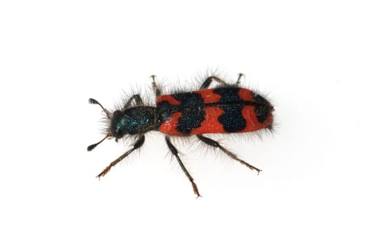 Bienenwolf, Buntkaefer, Trichodes alvearius