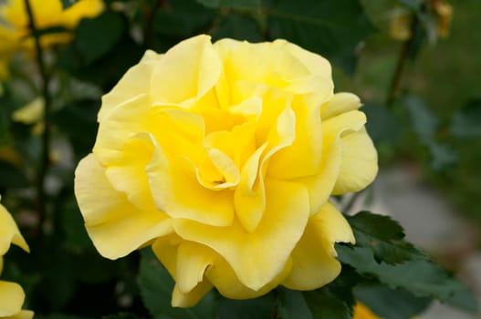 Gelbe Edelrose, rosa