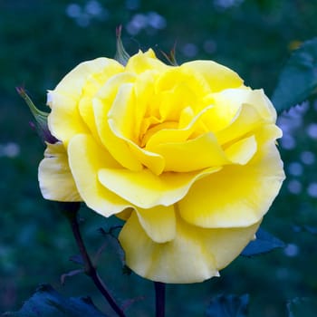 Gelbe Edelrose, rosa