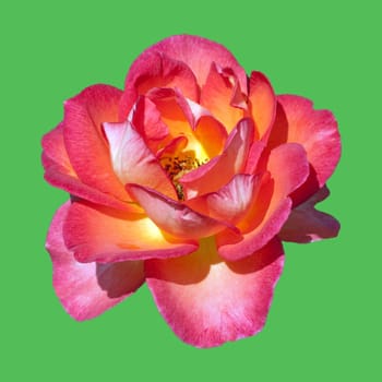 Edelrose, Fairest Cape