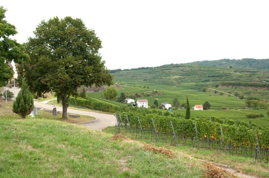 Weinterrassen Blankenhornsberg, Kaiserstuhl