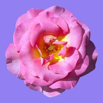 Edelrose, Pink Paradise