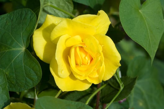 Gelbe Edelrose, rosa