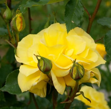 Gelbe Edelrose, rosa