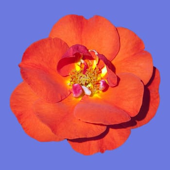 Edelrose, Westpoint