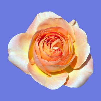 Edelrose, La Palma