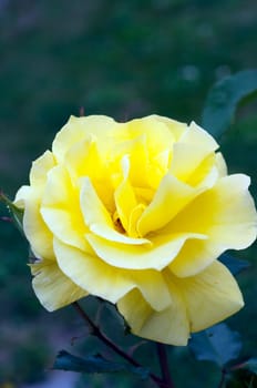 Gelbe Edelrose, rosa