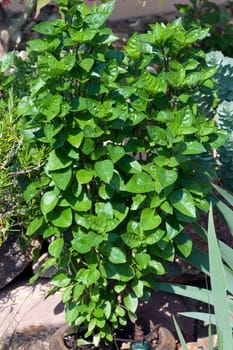 Strauchbasilikum, Ocimum, species  basilicum