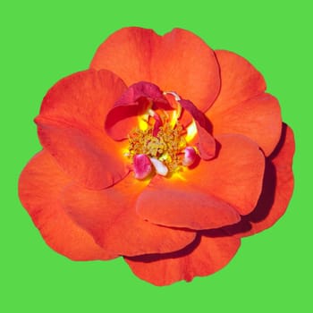 Edelrose, Westpoint