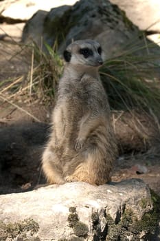 Erdmaennchen, Suricata suricatta