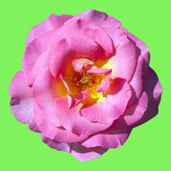 Edelrose, Pink Paradise
