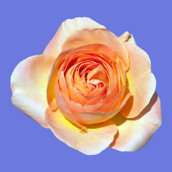 Edelrose, La Palma
