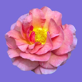 Englische Rose, Lilian Austin