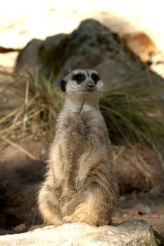 Erdmaennchen, Suricata suricatta
