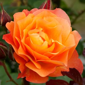 Edelrose, orange