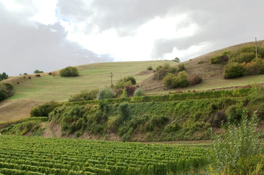 Weinberge, Haselschacher, Buck
