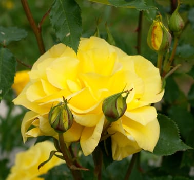 Gelbe Edelrose, rosa