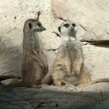 Erdmaennchen, Suricata suricatta