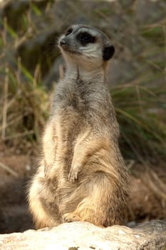 Erdmaennchen, Suricata suricatta