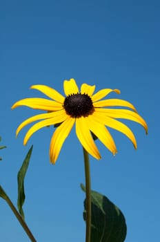 Sun hat  Rudbeckia hirta