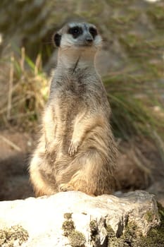 Erdmaennchen, Suricata suricatta
