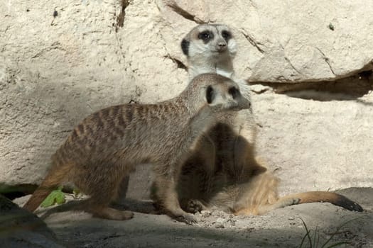 Erdmaennchen, Suricata suricatta