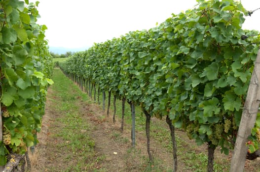 Weinterrassen Blankenhornsberg, Kaiserstuhl