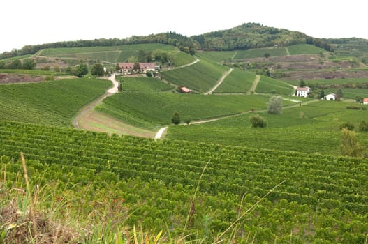 Weinterrassen Blankenhornsberg, Kaiserstuhl