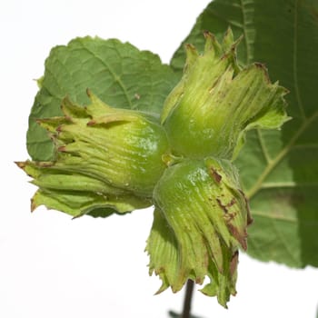 Haselnuesse  Corylus  avellana