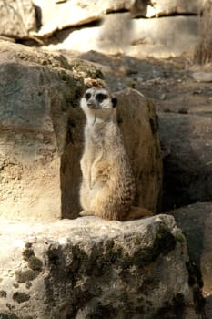 Erdmaennchen, Suricata suricatta